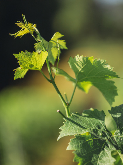 etape elaboration des vins