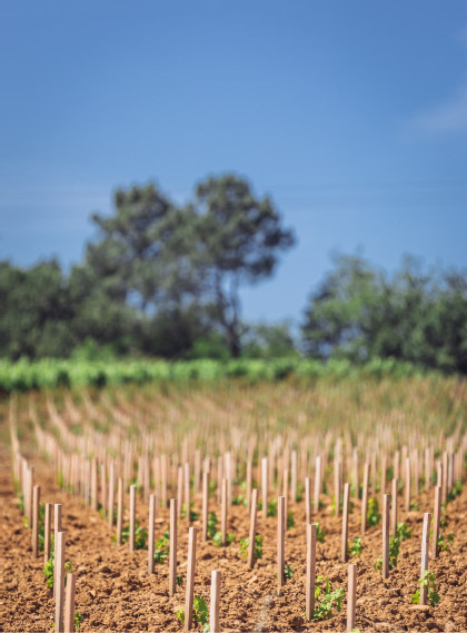 lecon cepage vignes